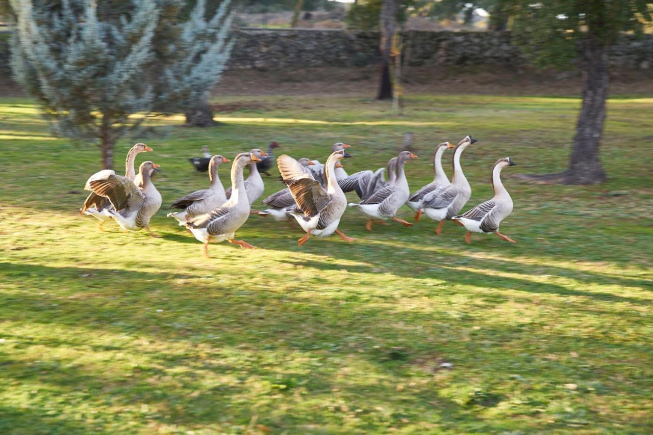 Finca El Cortinal Valencia de Alcántara Εξωτερικό φωτογραφία